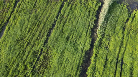 Lateral-Top-Down-Aerial-with-Wind-shaping-the-Grassland-of-Natural-Reserve-of-Bourgoyen-Ossemeersen,-Ghent