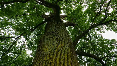 Lush-oak-tree-tilt-up,-deciduous-shrub-lighten-through-rich-leaves,-majestic-hardwood