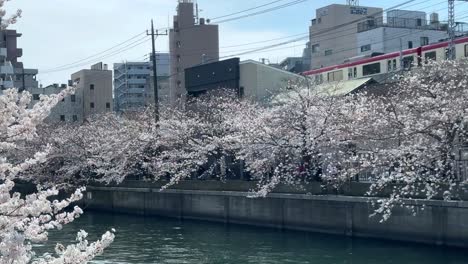 Paseo-Ookagawa-Tren-Del-Río-Ooka-Pasando-Por-El-Paisaje-Urbano-Flores-De-Cerezo-De-Sakura-Fondo-Del-Paisaje-Urbano