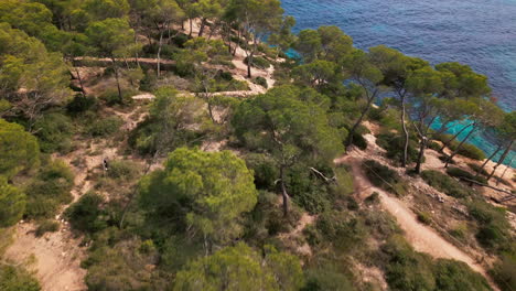 Vista-Aérea-Del-Exuberante-Bosque-De-Pinos-En-Cala-Mondrago,-Mallorca.