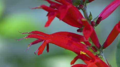 Sommersalbei-Oder-Rote-Salbeiblüten-In-Nahaufnahme