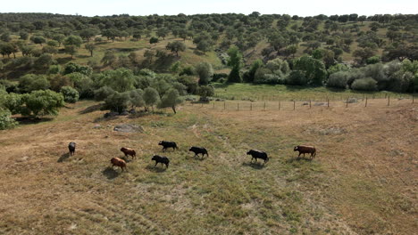 4K-Drone-Footage-Of-A-Cattle-Of-Bulls-Running-On-A-Field