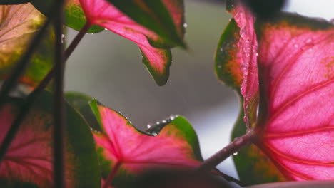 Primer-Plano-De-Lluvia-Cayendo-Adornando-Hojas-De-Caladio.