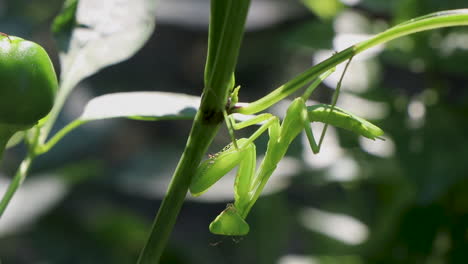 Praying-mantis-hanging-on-a-plant-looking-at-the-camera-and-turning-its-head