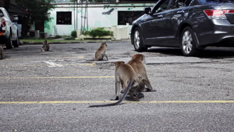 Langschwanzmakaken-Auf-Einem-Parkplatz-Erschrecken-Sich-Vor-Einem-Ankommenden-Auto-In-Kuala-Lumpur,-Malaysia