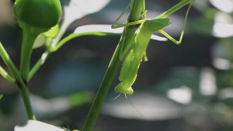 Mantis-Religiosa-Colgando-De-Una-Planta-De-Chile,-Cerrar