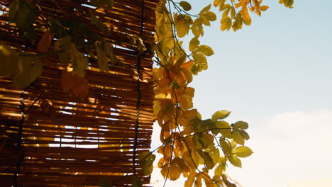 Detail-of-garden-plant-in-Siwa-oasis-Qattara-Depression-and-the-Great-Sand-Sea-in-the-Western-Desert