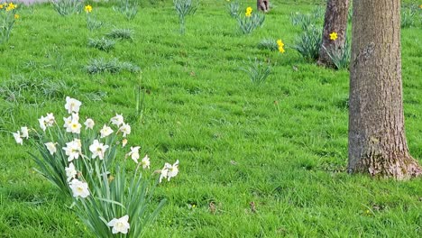 Narcisos,-Narcisos,-Flores-De-Narciso-Florecen-En-El-Jardín-De-Primavera