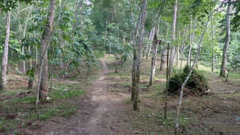Vegetación-Y-Bosque-Con-Camino-En-El-Medio