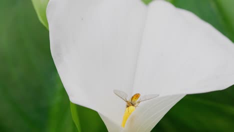 Insecto-Recogiendo-Polen-De-Una-Gran-Flor-De-Lirio-Blanca-En-Verano.