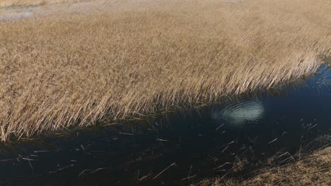 Hierba-Seca-Y-Agua-Estancada-En-El-área-De-Manejo-De-Vida-Silvestre-Del-Estado-De-Bell-Slough,-Arkansas,-EE.UU.---Disparo-De-Un-Dron