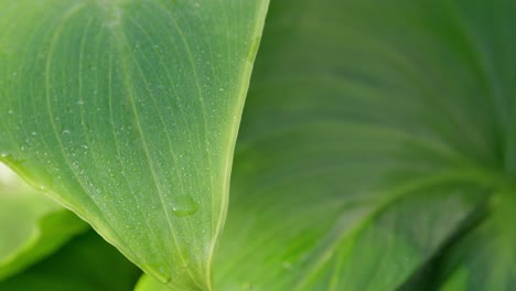 Green-sunlit-tropical-leave