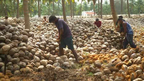 Coconut-farm-workers-dehusking-coconuts-manually,-Heap-of-dried-coconuts-in-a-local-south-Indian-factory