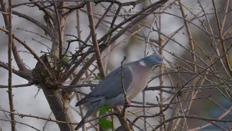 Bird-on-a-branch-also-known-as-a-wood-pigeon