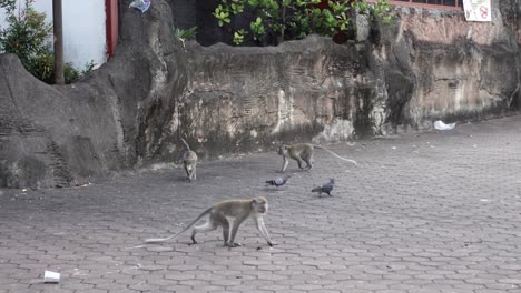 Doves-And-Long-tailed-Macaque-At-The-Entrance-Of-Batu-Caves-In-Gombak,-Selangor,-Malaysia