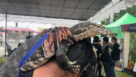 Monitor-lizard-Reptile-Pet-on-Owner-Head