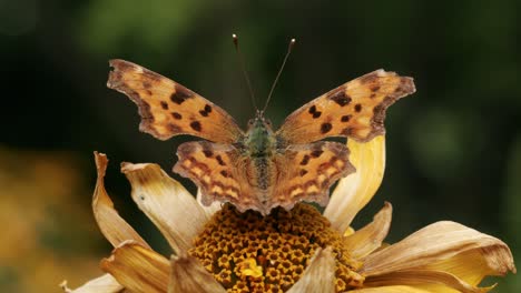 Orangefarbener-Komma-Schmetterling,-Der-Im-Sonnenlicht-Auf-Einer-Dürre-Sonnenblume-Ruht