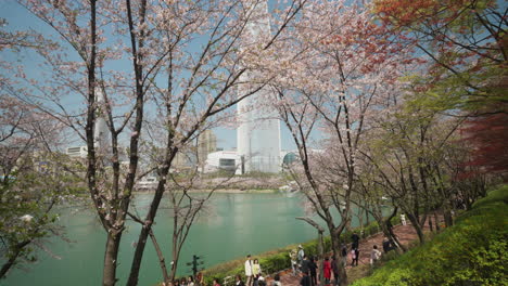 Los-Ciudadanos-De-Seúl-Disfrutan-De-La-Primavera-Caminando-Por-El-Lago-Seokchon-En-El-Parque-Songpa-Naru-Bajo-Los-Florecientes-árboles-De-Sakura,-Vista-Del-Rascacielos-Lotte-World-Tower.