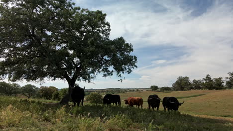 Imágenes-De-4.000-Drones-De-Un-Ganado-De-Toros-En-Un-Campo