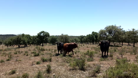 4K-Drone-Footage-Of-A-Cattle-Of-Bulls-On-A-Field