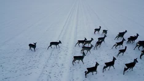 Eine-Drohne-Fliegt-über-Einer-Hirschherde-In-Einer-Mit-Weißem-Schnee-Und-Eis-Bedeckten-Landschaft