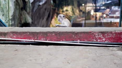 Long-tailed-Macaque-Eating-Food-At-Batu-Caves-Temple-In-Kuala-Lumpur,-Malaysia