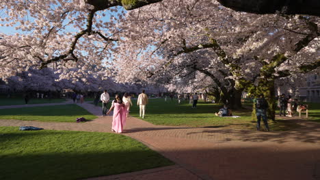 Gente-Disfrutando-De-Un-Día-Soleado-Y-Flores-De-Cerezo-En-La-Universidad-De-Washington-En-Cc