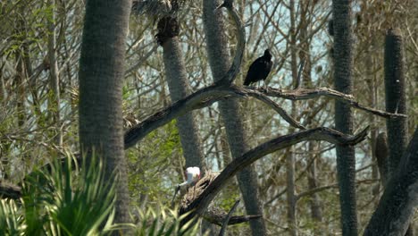 Roseate-spoonbill-and-black-vultures-perched-on-tree-branches-in-Florida-wetlands-4k