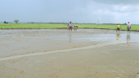 Weitwinkelaufnahme-Einer-Gruppe-Von-Landwirten,-Die-Gemeinsam-Reispflanzen-Auf-Dem-Landwirtschaftlichen-Feld-Anbauen