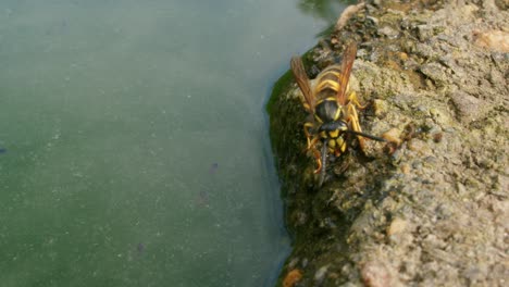 A-wasp-drinks,-turns-around-and-starts-preening-its-head-and-antennae