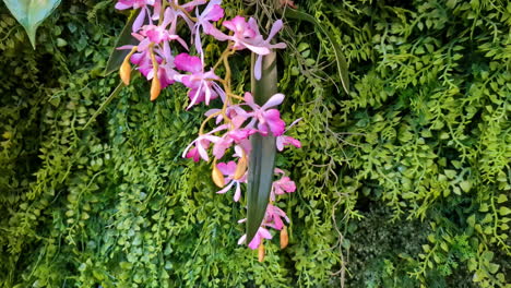 Pink-magenta-with-yellow-touch-flowers-above-green-falling-garden-leaves,-plants-background