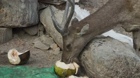 Javan-rusa-Deer-Feeding-on-Coconut-Fruit-In-Padar-Island,-Komodo,-Indonesia