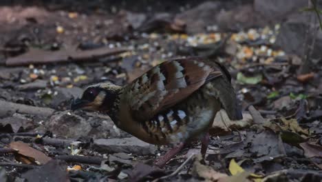 Foraging-on-the-forest-ground-facing-to-the-left-while-a-squirrel-is-seen-also-at-the-background,-Bar-backed-Partridge-Arborophila-brunneopectus,-Thailand