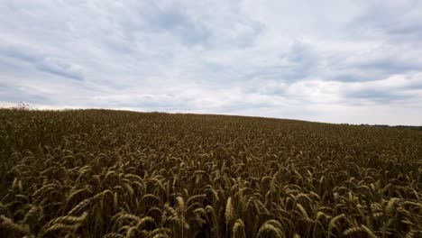 Flying-Low-Above-Wheat-Crops-in-Big-Farming-Field,-FPV-Drone-Shot