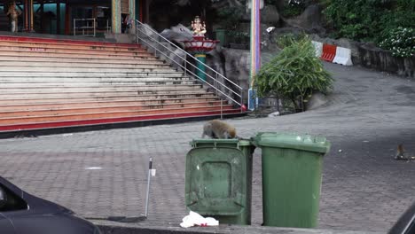 Long-tailed-Macaque-On-Plastic-Trash-Bin-At-Batu-Caves-In-Gombak,-Selangor,-Malaysia