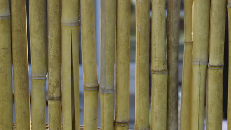 Bamboo-fence-privacy-panel-section,-outside-in-the-sun,-panning-right