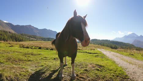 Brown-horse-on-green-meadows-with-impressive-italian-alps-mountain-backdrop-on-sunny-clear-day-with-blue-skies