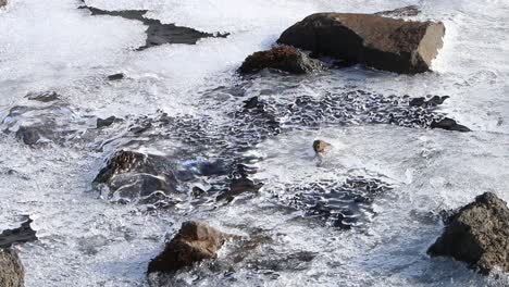 Ein-Fluss,-Der-Im-Frühen-Frühling-Unter-Dünnem-Eis-Fließt