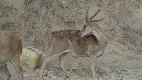 Javan-Rusa-Deer-Licking-Itself-At-Padar-Island-In-Indonesia