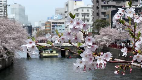 Primer-Plano-De-Las-Flores-Del-árbol-De-Sakura-Con-El-Fondo-De-La-Ciudad-De-Yokohama,-Japón,-El-Paseo-Marítimo-Del-Río-Ookagawa,-Un-Lugar-Famoso-Para-Ver-Los-Cerezos-En-Flor.