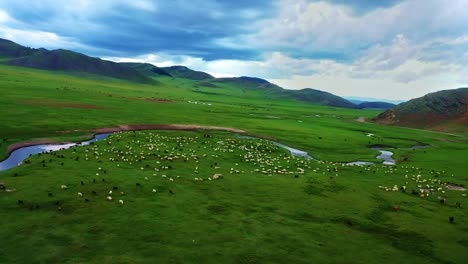 Mongolian-livestock-such-as-sheep,-goat,-cattle-are-herding-in-the-meadow,-vast-steppe-in-the-province-of-Bulgan-central-Mongolia