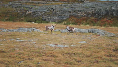 Dos-Puestos-De-Renos-Rodeaban-El-Paisaje-De-Tundra-Otoñal.