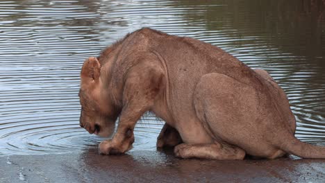 Un-León-Joven-Se-Agazapó-Junto-A-Un-Pozo-De-Agua-Y-Calmó-Su-Sed