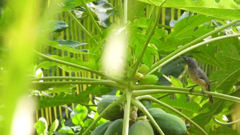 Amazonian-Grey-Saltator-On-Papaya-Tree-In-Santa-Marta,-Colombia