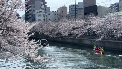 Vista-Panorámica-Del-Barco-Por-El-Río-Ookagawa-Ooka-Navegando-En-El-Lugar-De-Los-Cerezos-En-Flor-De-Yokohama,-Ciudad-Japonesa