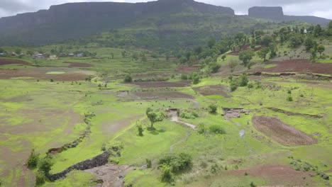 Exuberante-Naturaleza-Abierta-Y-Ganado,-Ghats-Occidentales,-India,-Inclinación-Aérea-Hacia-Adelante