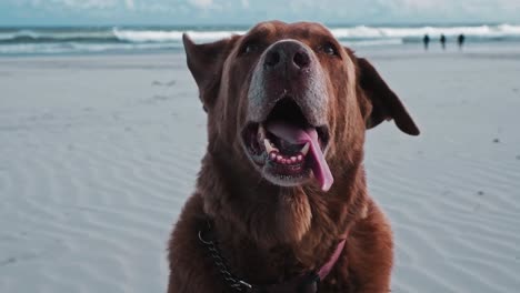 Un-Feliz-Y-Lindo-Perro-Labrador-Marrón-En-La-Playa-Con-Orejas-Agitadas-Y-Jadeando-Después-De-Un-Buen-Paseo