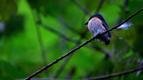 Visto-Desde-Abajo-Mientras-Mira-A-Su-Derecha-Mientras-Espera-Ser-Alimentado,-El-Martín-Pescador-Anillado-Lacedo-Pulchella,-Tailandia