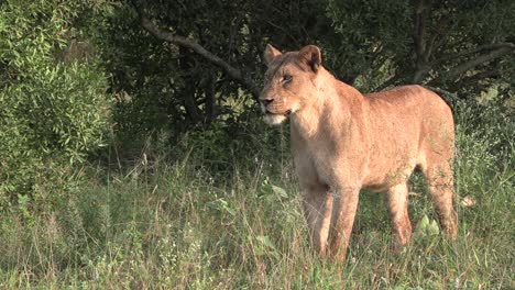 A-lioness-starts-walking-quickly-through-the-bush-from-a-standing-position