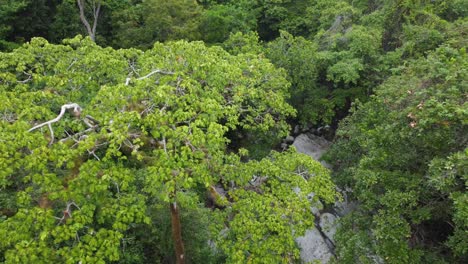 Bosque-Tropical-Con-árboles-Verdes-Y-Río
